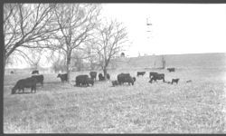 Livestock - Beef Cattle. J.R. Johnson 3/46.