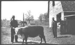 Livestock - Beef Cattle. J.R. Johnson 3/46.