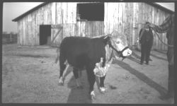 Livestock - Beef Cattle. J.R. Johnson 3/46.