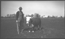 Livestock - Beef Cattle. J.R. Johnson 3/46.