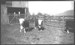 Livestock - Beef Cattle. J.R. Johnson 3/46.
