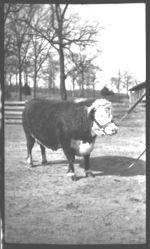 Livestock - Beef Cattle. J.R. Johnson 3/46.