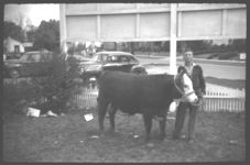 Livestock - Beef Cattle