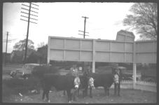 Livestock - Beef Cattle