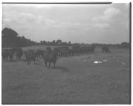 Amberdeen Angus cattle on F.M. Cates farm.