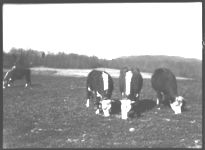 Herford Cattle at Mountain Exp. Sta. at Blairsville.