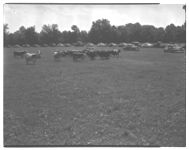 Scenes from 1950 tour of North Georgia Hereford Assn.