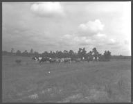 Pierce Brothers - Screven. Co. dairymen - Ray Powell, C.A.