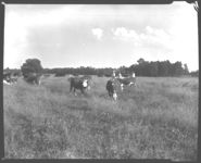 Turner Livestock Farm in Candler Co.