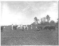 Uhland Freeman, his son, County Agent, Roy Garren, and beef cattle farm.