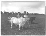 Uhland Freeman, his son, County Agent, Roy Garren, and beef cattle farm.