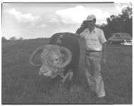 Curtis Avery with beef bull and alfalfa and [county agent].