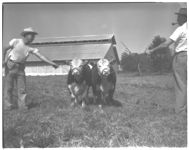 Bert Glisson, Livestock Farmer.