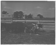 Feeder steers at U of Ga. College of Agriculture.