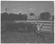 Feeder steers at U of Ga. College of Agriculture.