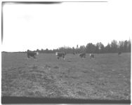 Winter grazing.