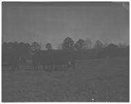 Shorthorn Herd - Ewes and Young Lambs - Cattle Shed at Whitehall - Agronomy Lab
