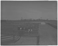 Shorthorn Herd - Ewes and Young Lambs - Cattle Shed at Whitehall - Agronomy Lab