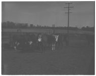 Shorthorn herd- Ewes and Young Lambs - Cattle Shed at Whitehall - Agronomy Lab.