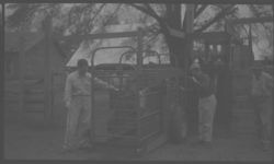 Use of corrals, _____(?) etc - For Beef Cattle - James Farm