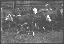 Beef Cattle. Fat Calves - Feeder Calves