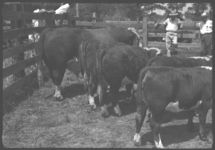 Beef Cattle. Fat Calves - Feeder Calves