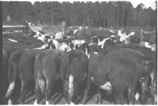Beef Cattle. Fat Calves - Feeder Calves