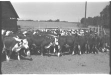 Beef Cattle. Fat Calves - Feeder Calves