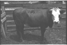 Beef Cattle. Fat Calves - Feeder Calves