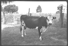 Beef Cattle. Fat Calves - Feeder Calves
