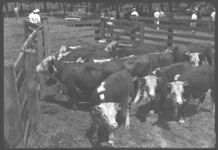 Beef Cattle. Fat Calves - Feeder Calves