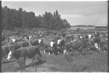 Beef Cattle. Fat Calves - Feeder Calves