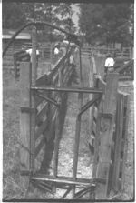 Beef Cattle. Fat Calves - Feeder Calves
