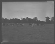 Beef Cattle. Fat Calves - Feeder Calves