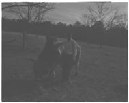 Andrew's Farm, Randolph Co.