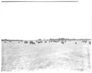 Cattle.