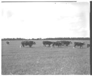 Cattle.