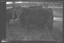 Beef Cattle.
