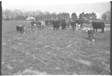 Beef Cattle.