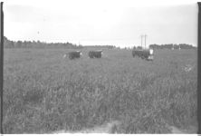 Beef Cattle.
