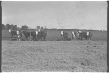 Beef Cattle.