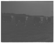 Grazing - Tifton.