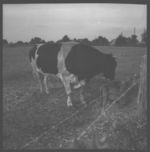 Curtis Avery's Bull