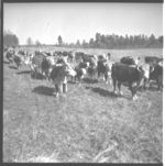 Beef pictures for leaflets.