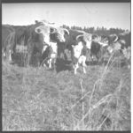 Beef pictures for leaflets.