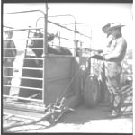 Calf and Horse - Redcher - Herdsman