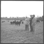 Beef cattle and feeding operation.
