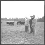 Beef cattle and feeding operation.