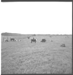 Beef cattle and feeding operation.