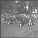 Cattle - Calves.
